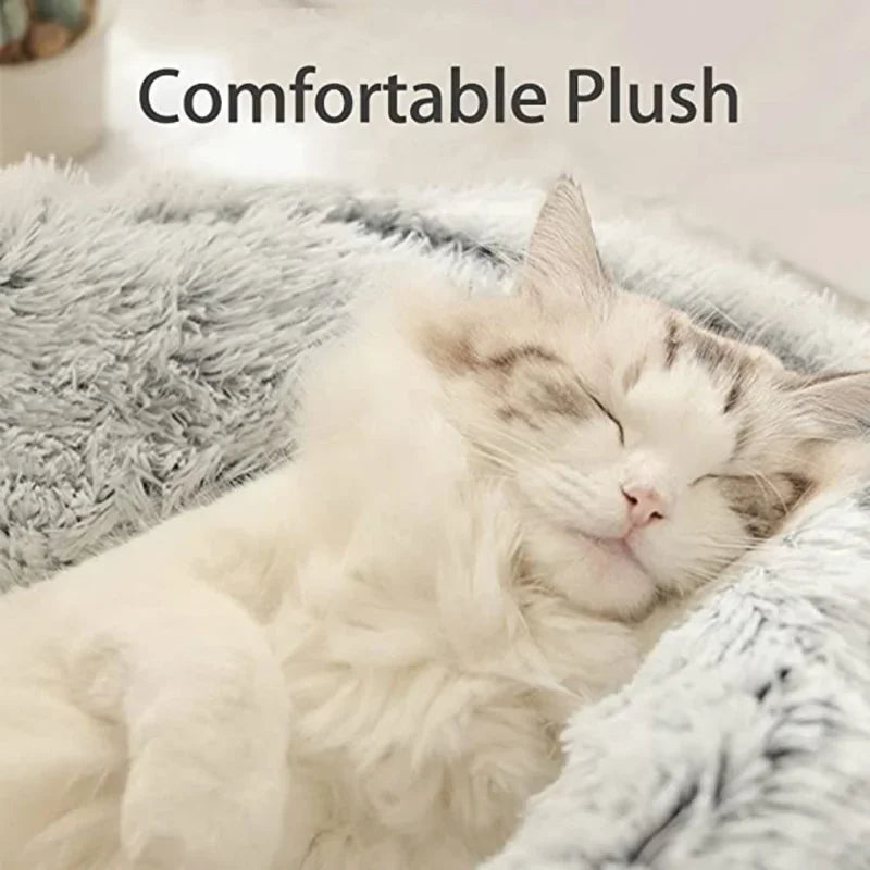 Cushie cat